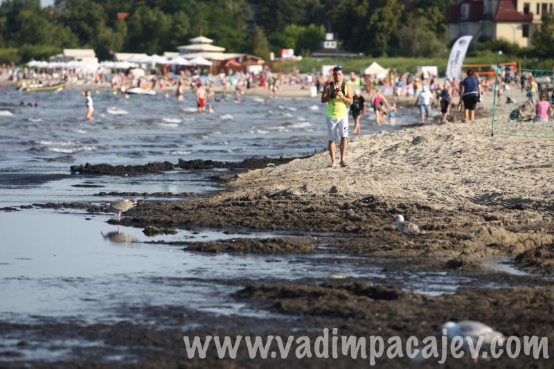Cyanobacteria blooms at Sopot's beach, Poland